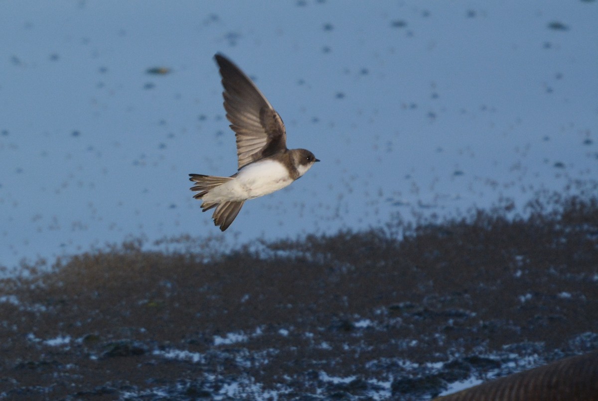 Bank Swallow - ML653759216