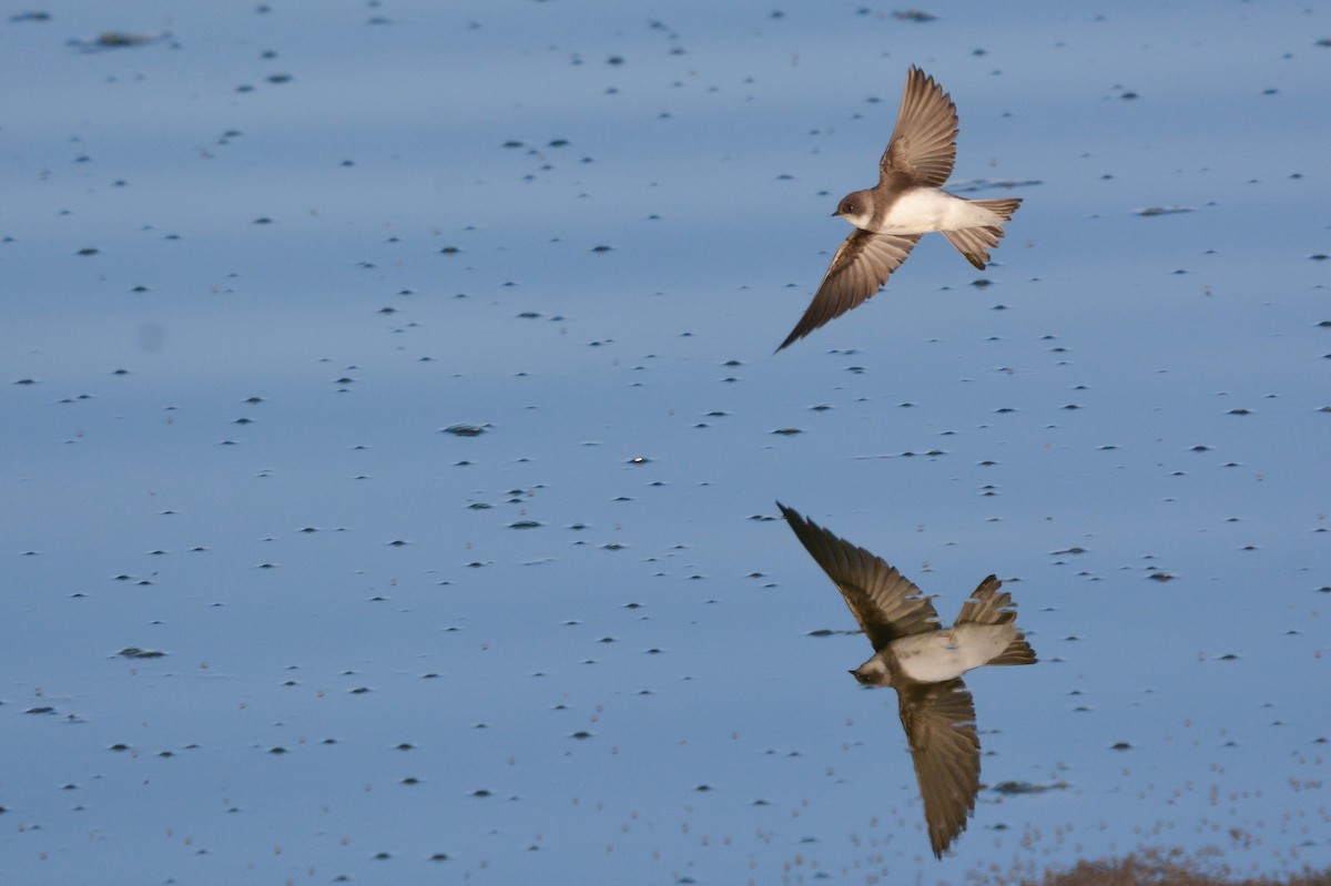 Bank Swallow - ML653759217
