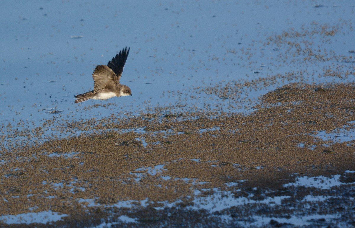 Bank Swallow - ML653759218