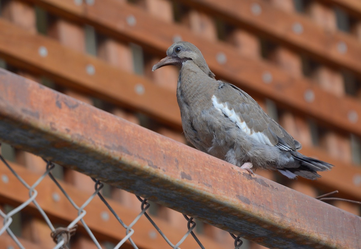 West Peruvian Dove - ML653759419