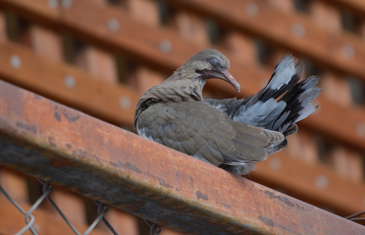 West Peruvian Dove - ML653759420