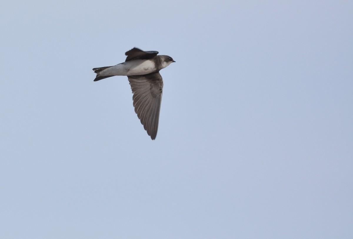 Bank Swallow - ML653759467