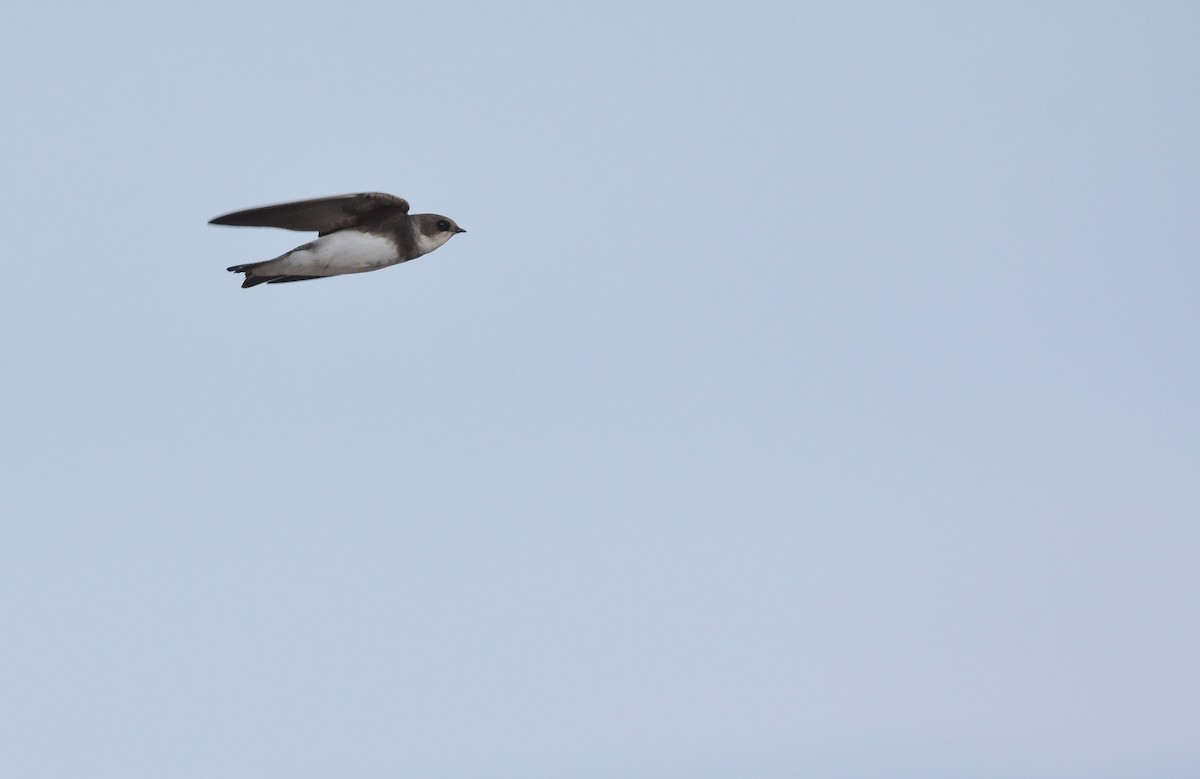 Bank Swallow - ML653759469