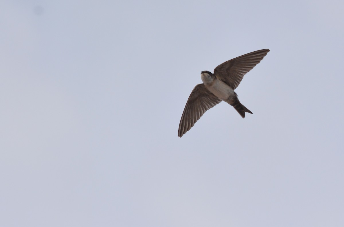 Blue-and-white Swallow - ML653759474