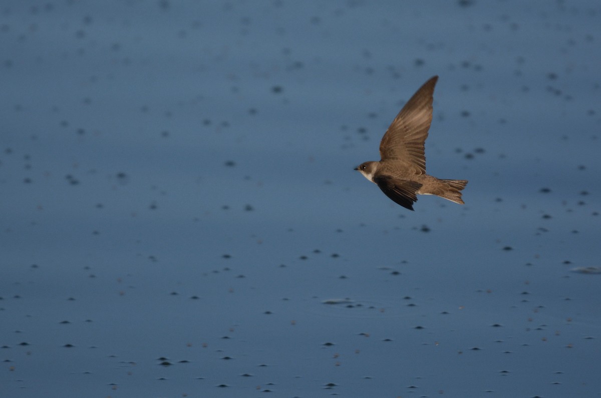 Bank Swallow - ML653759507