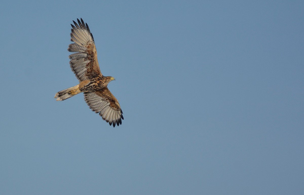 Harris's Hawk - ML653759519
