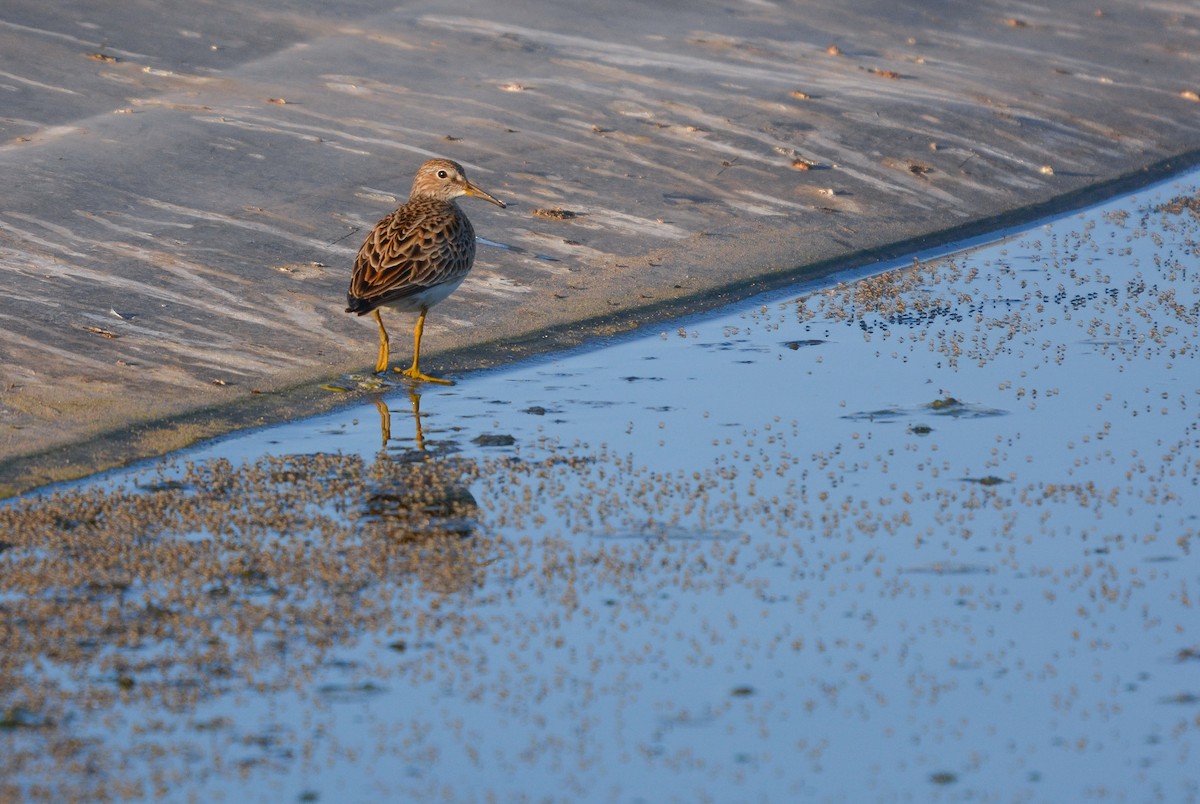 Pectoral Sandpiper - ML653759527