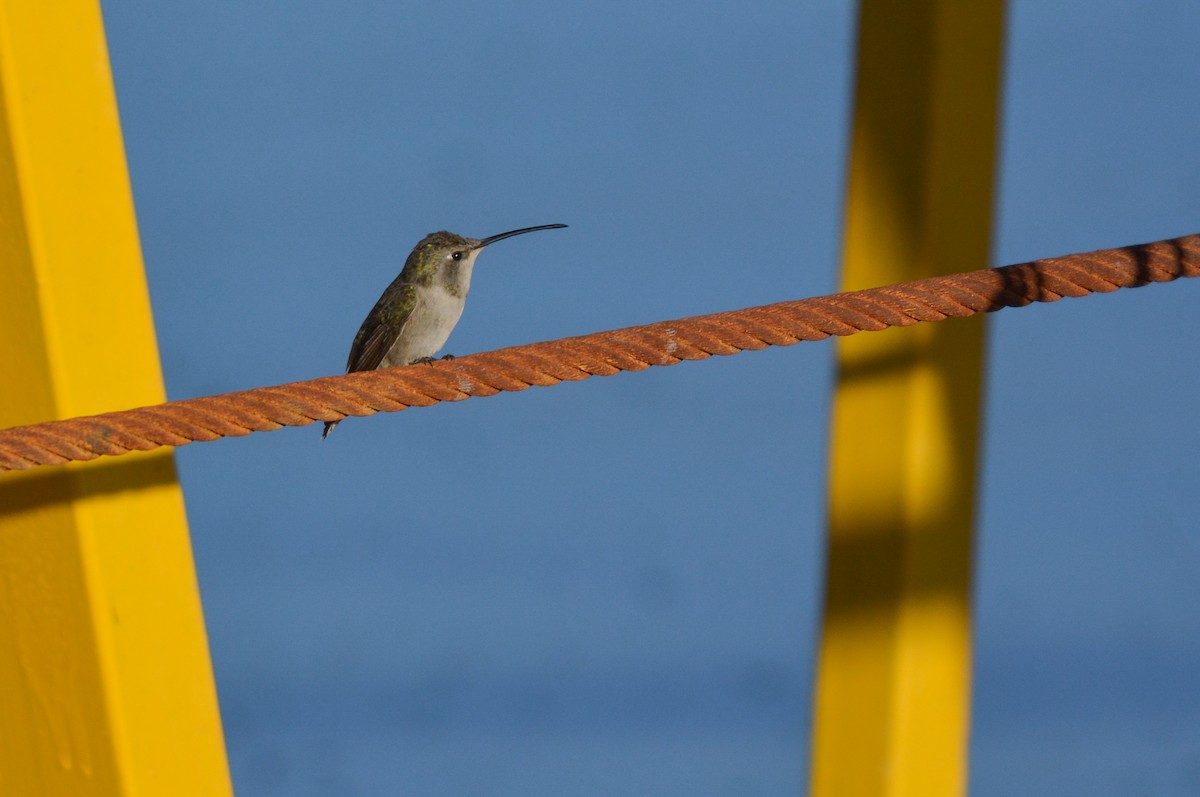 Oasis Hummingbird - ML653759657