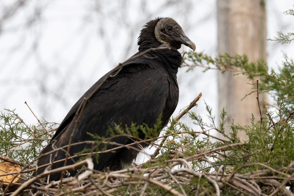 Black Vulture - ML653765668