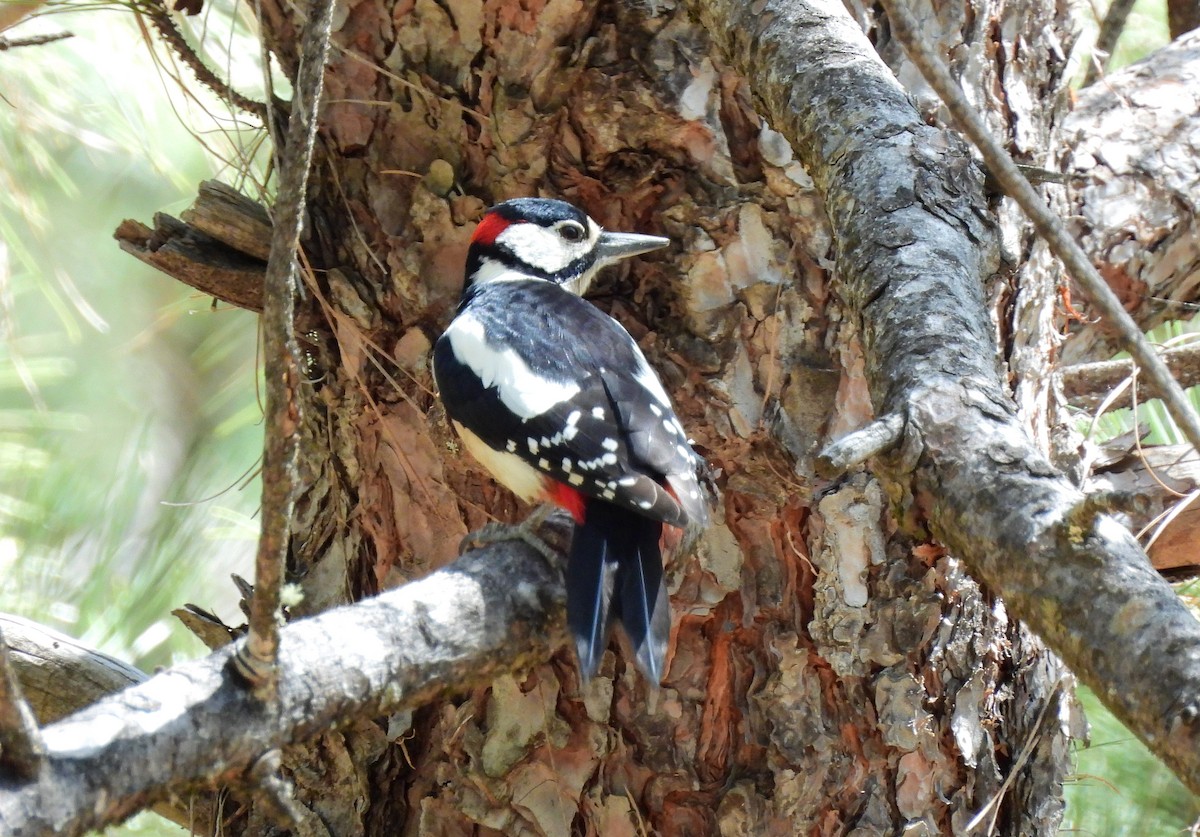 Great Spotted Woodpecker (Canarian) - ML653766137