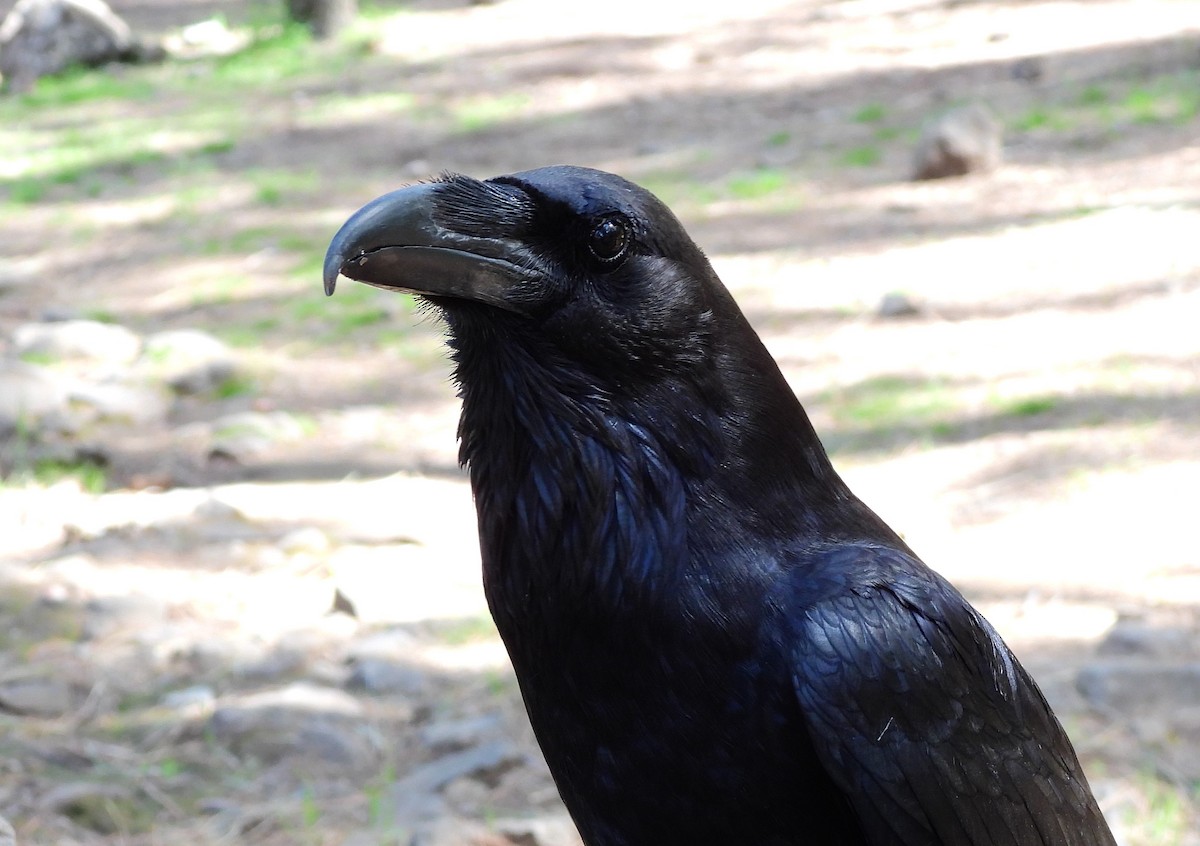 Common Raven - ML653766147