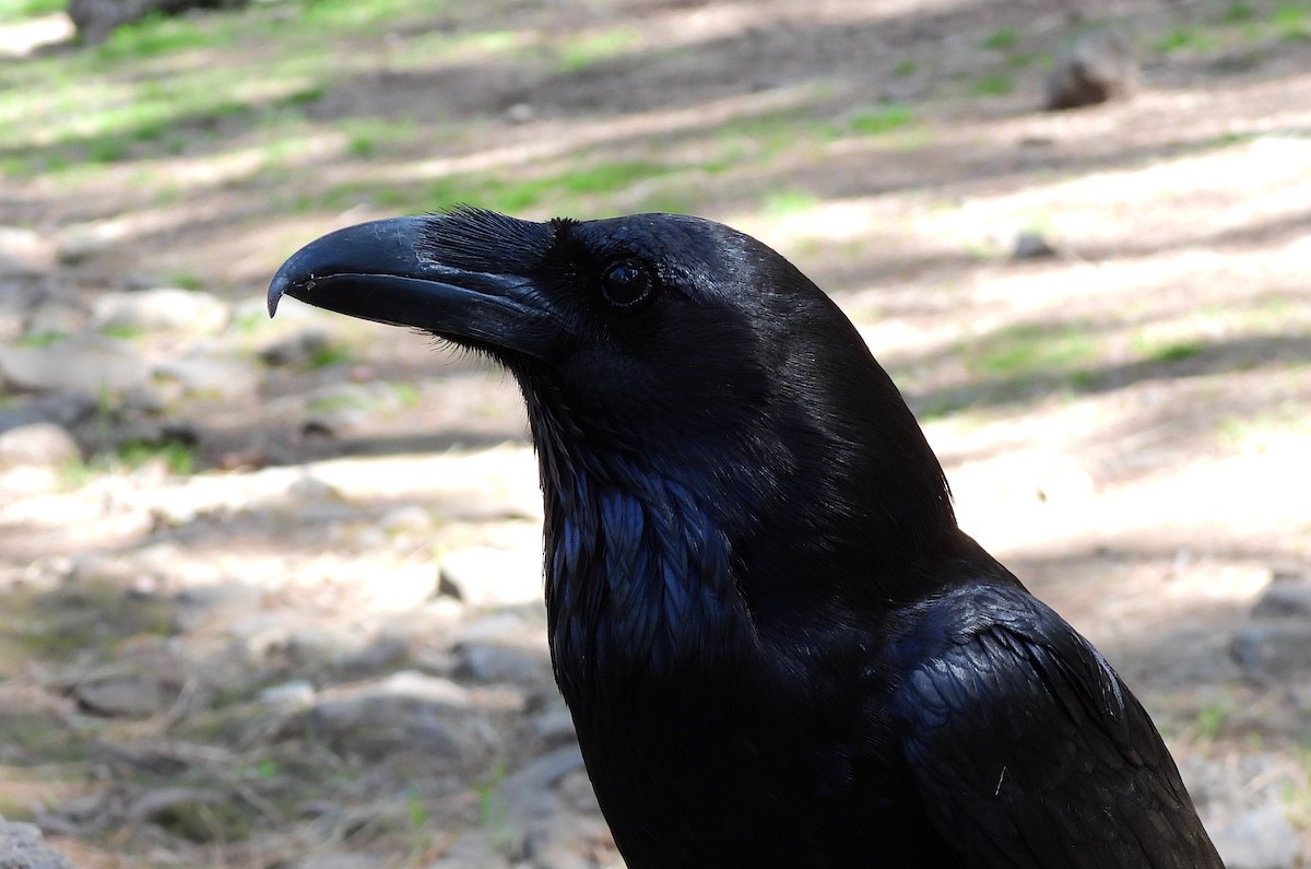 Common Raven - ML653766148