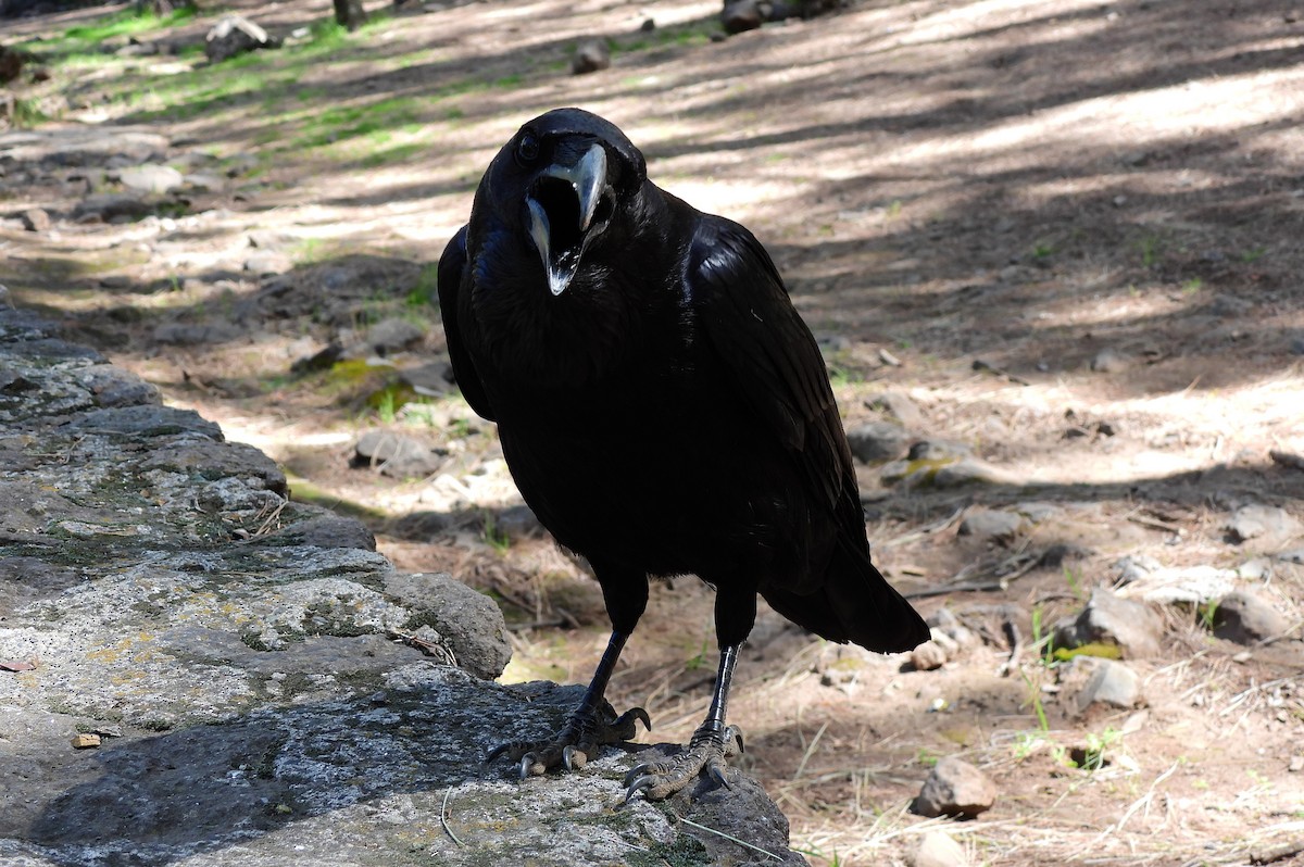 Common Raven - ML653766149