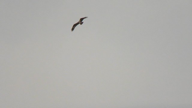 Arrano arrantzalea (haliaetus) - ML653766421