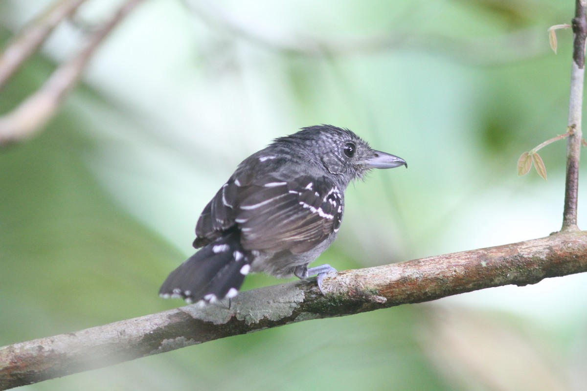 Black-crowned Antshrike - ML653768322