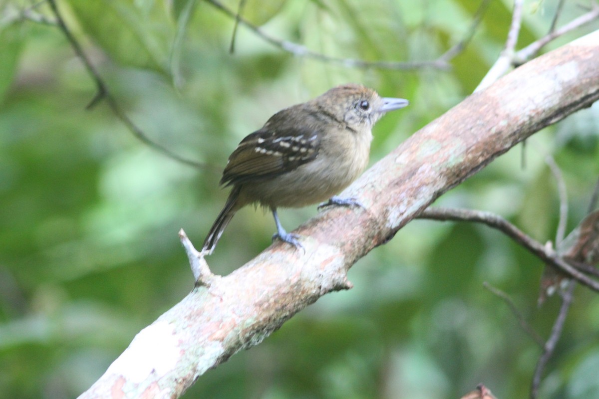 Black-crowned Antshrike - ML653768323