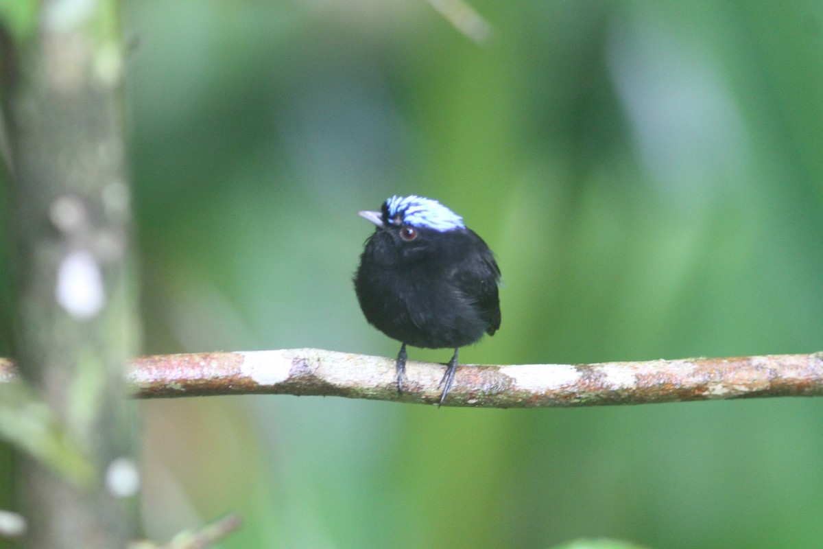 Velvety Manakin - ML653768343