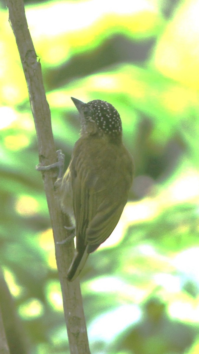 Olivaceous Piculet - ML653768530