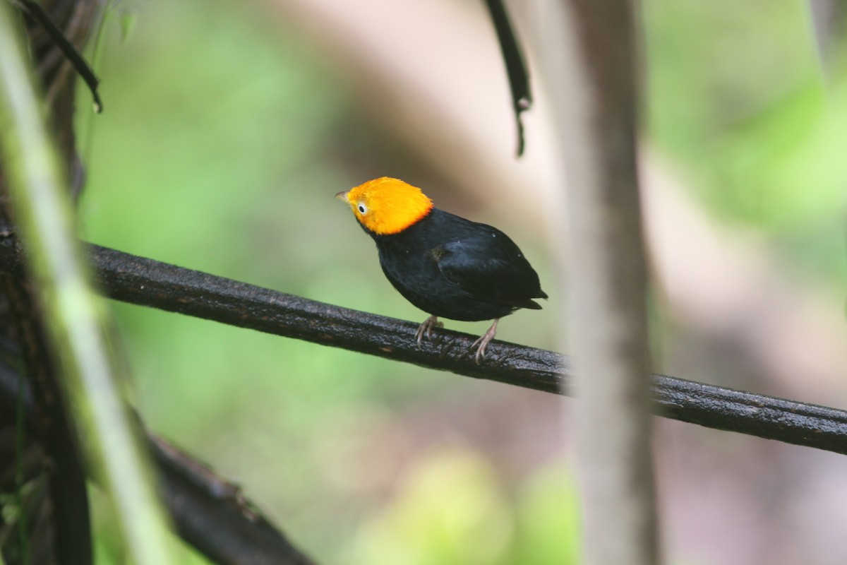 Golden-headed Manakin - ML653768562
