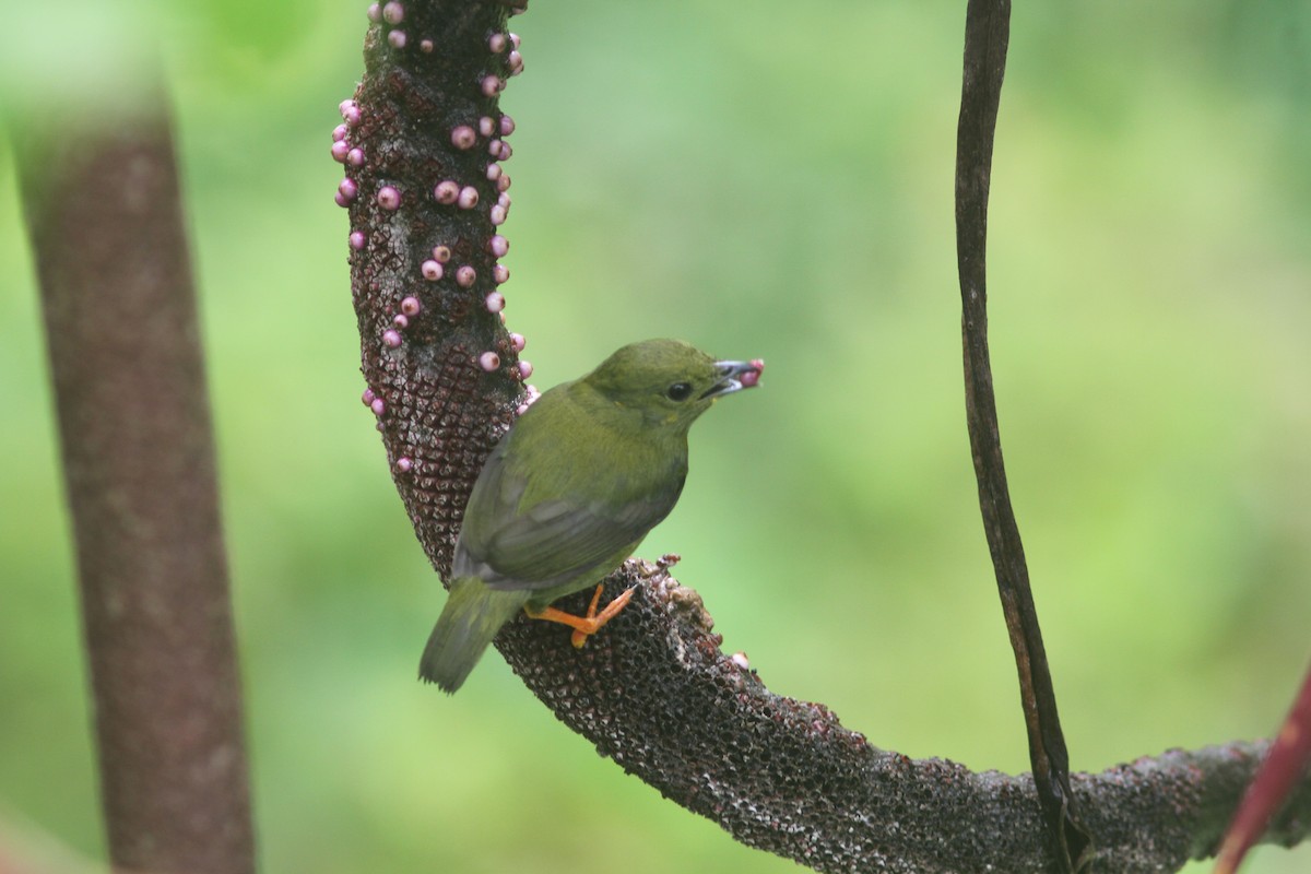 Golden-headed Manakin - ML653768563