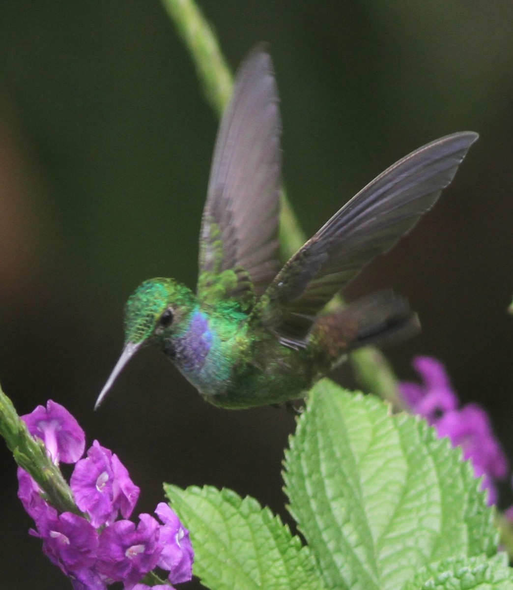 Blue-chested Hummingbird - ML653768724