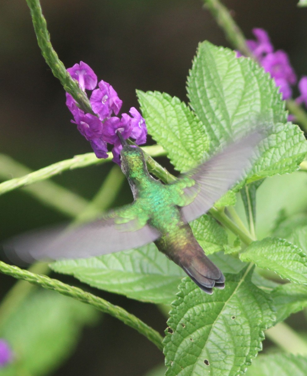 Blue-chested Hummingbird - ML653768725