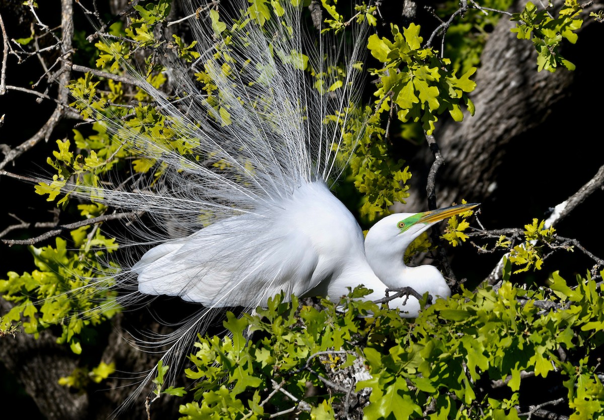 Koartza zuria - ML653769305