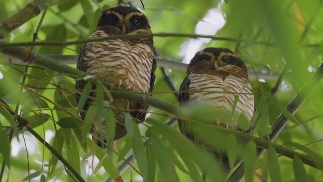 pulsatrix melanota Band-bellied Owl (Pulsatrix melanota) · iNaturalist main image 1
