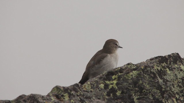 Plain-capped Ground-Tyrant - ML653772615