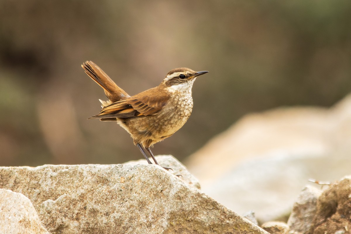 Chestnut-winged Cinclodes - ML653773242