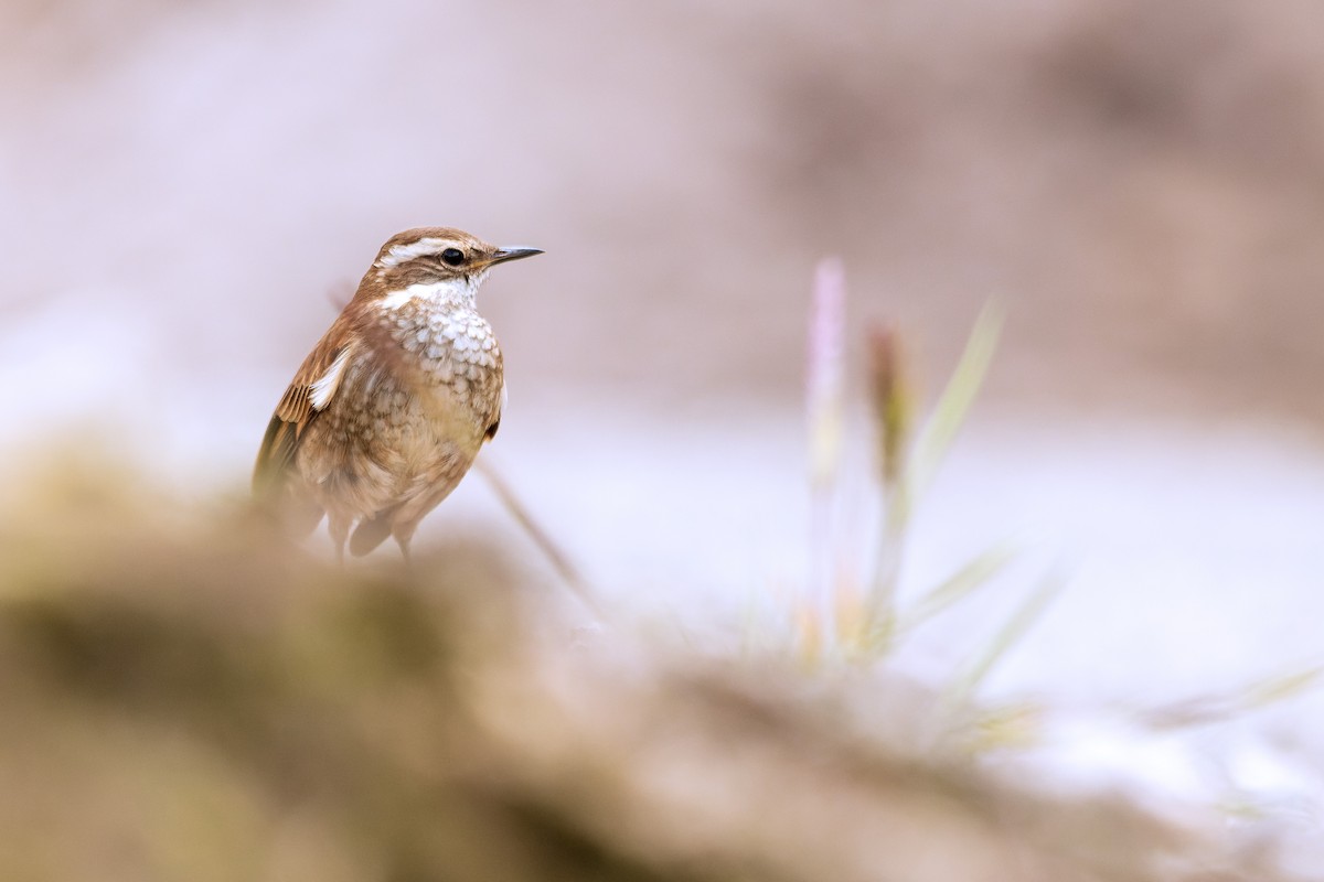 Chestnut-winged Cinclodes - ML653773243