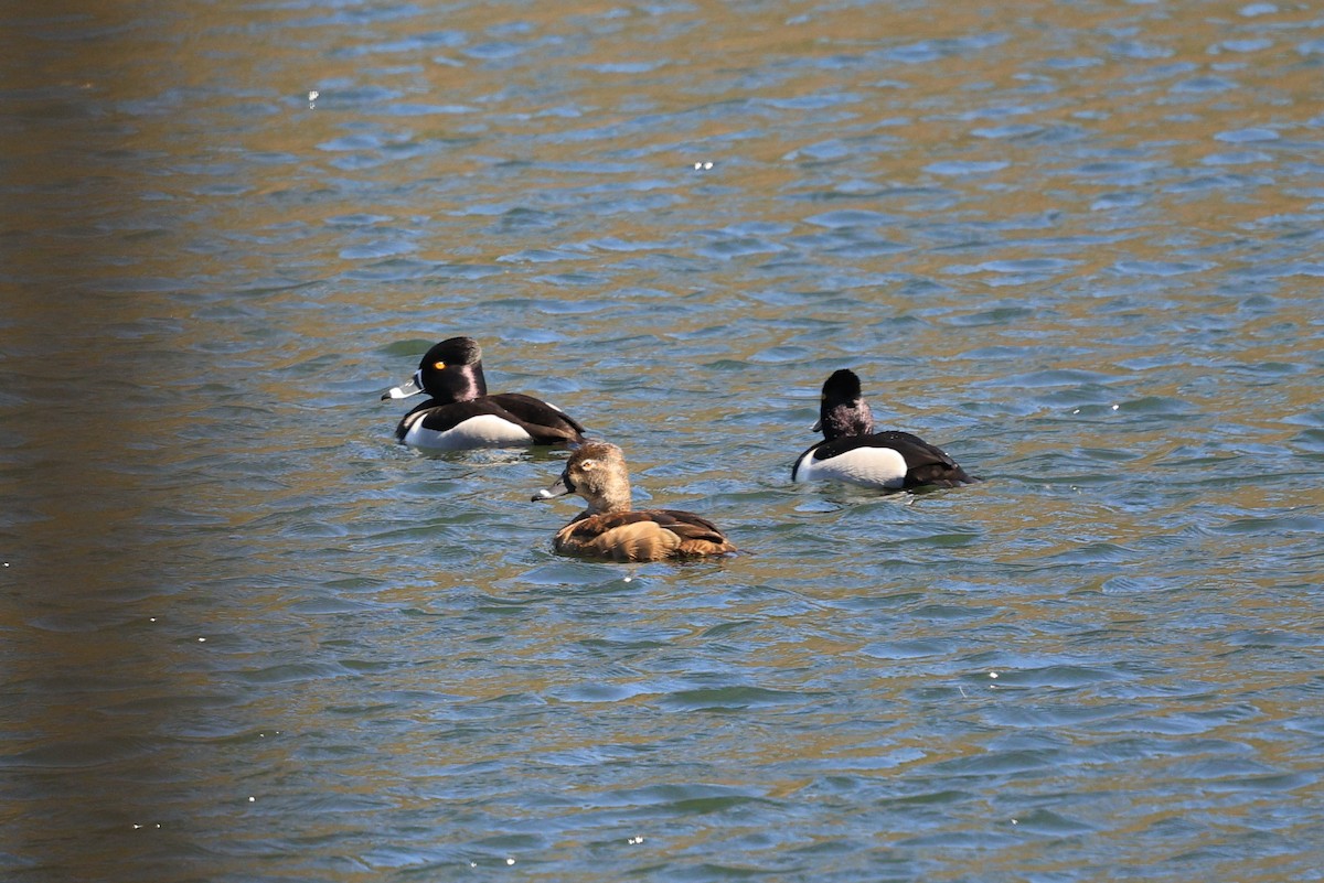 eBird Checklist - 29 Mar 2026 - Rocky Woods Reservation (TTOR) - 14 species