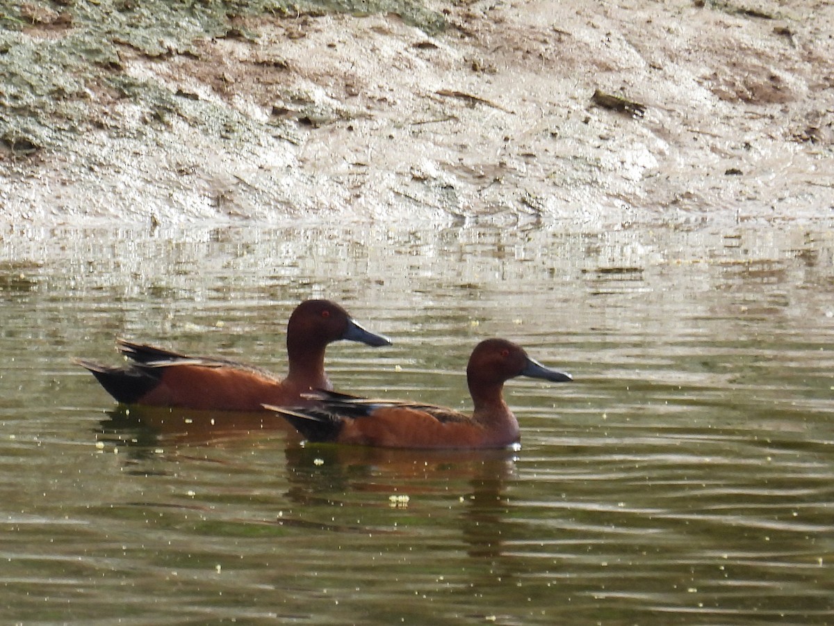 Zertzeta kanelakara - ML653774733