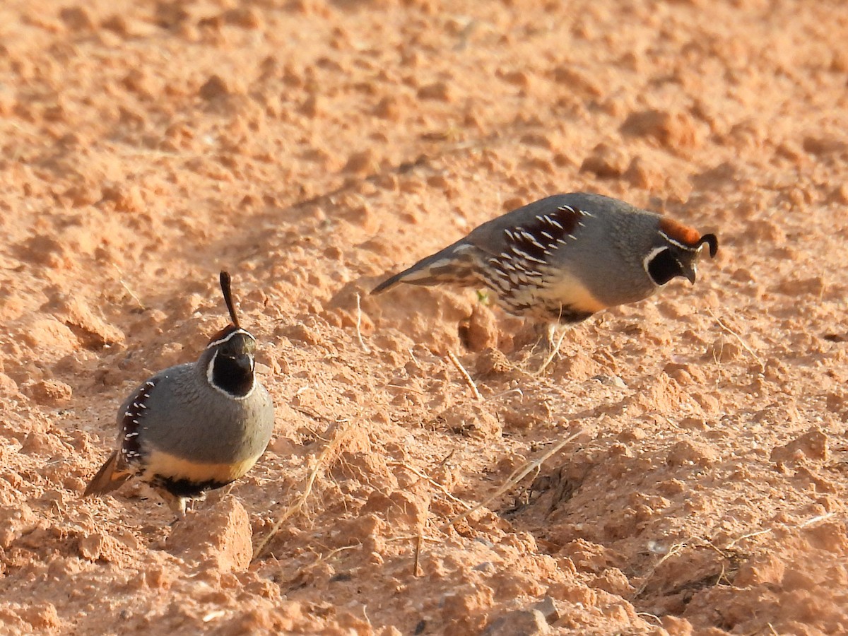 Gambel's Quail - ML653774755