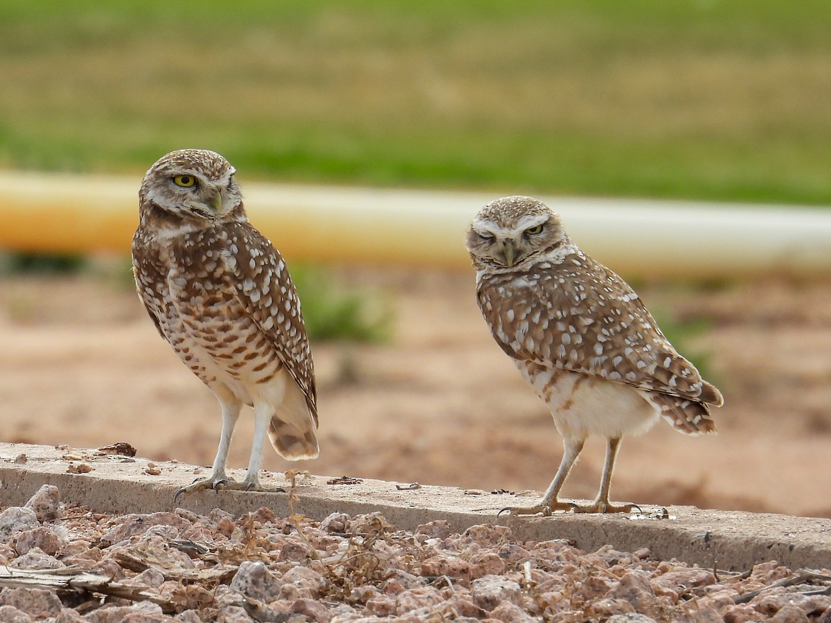 Burrowing Owl - ML653774839