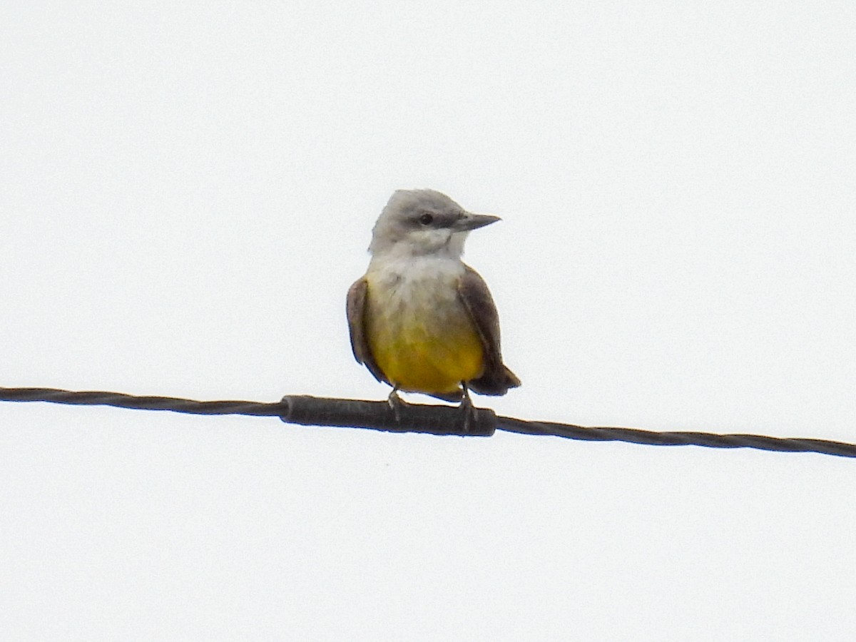 Western Kingbird - ML653774894