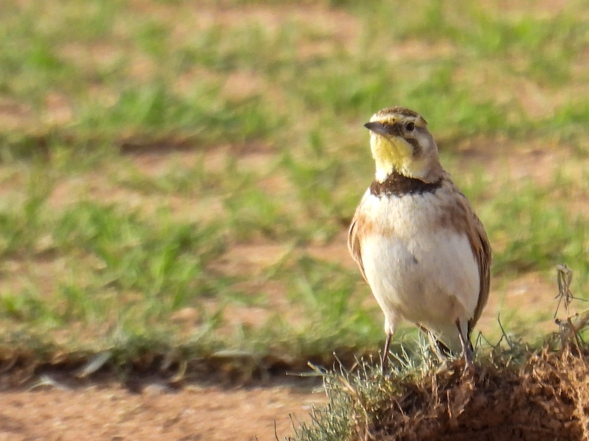 Hegatxabal adarduna - ML653774927