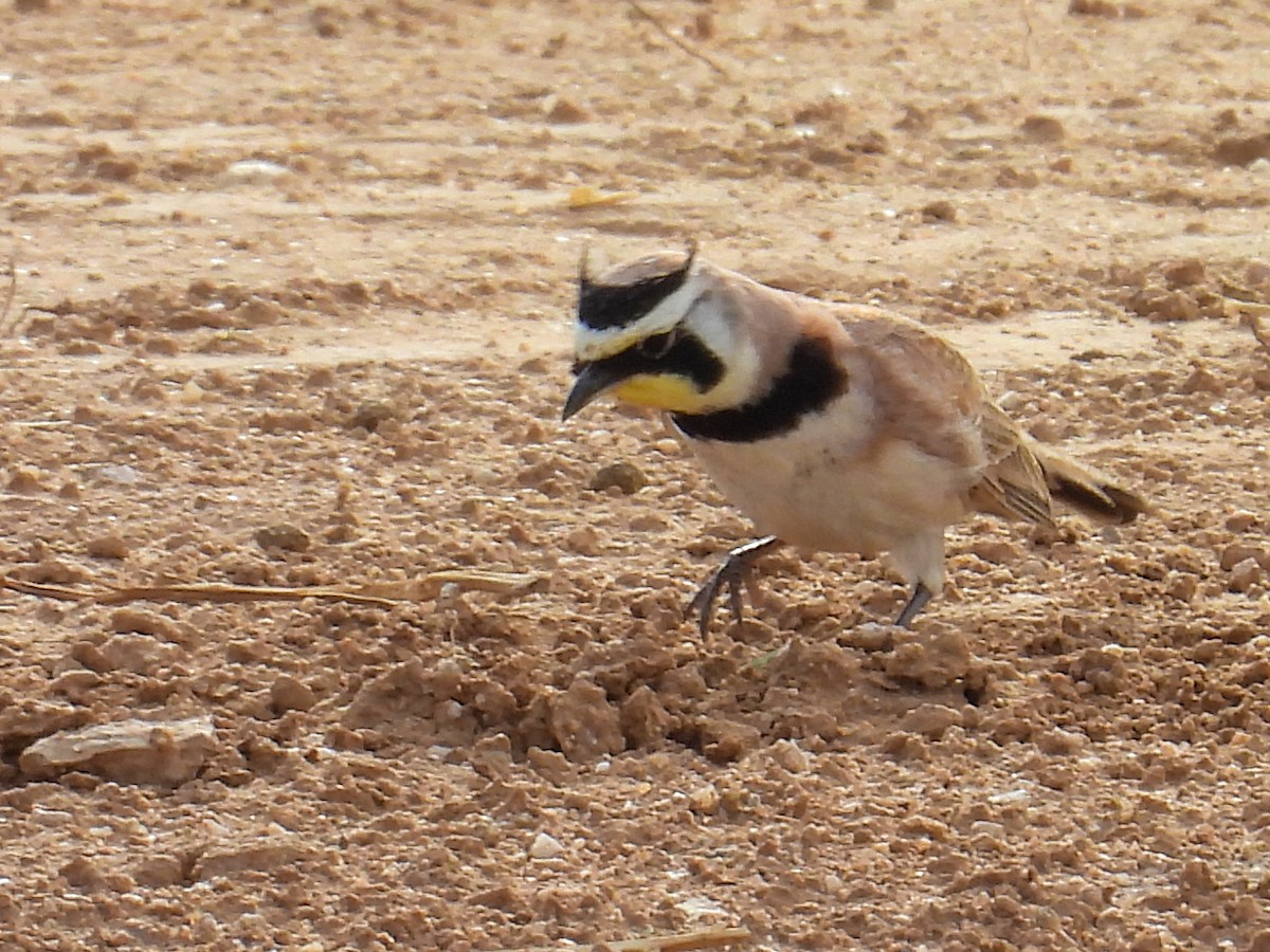 Hegatxabal adarduna - ML653774928