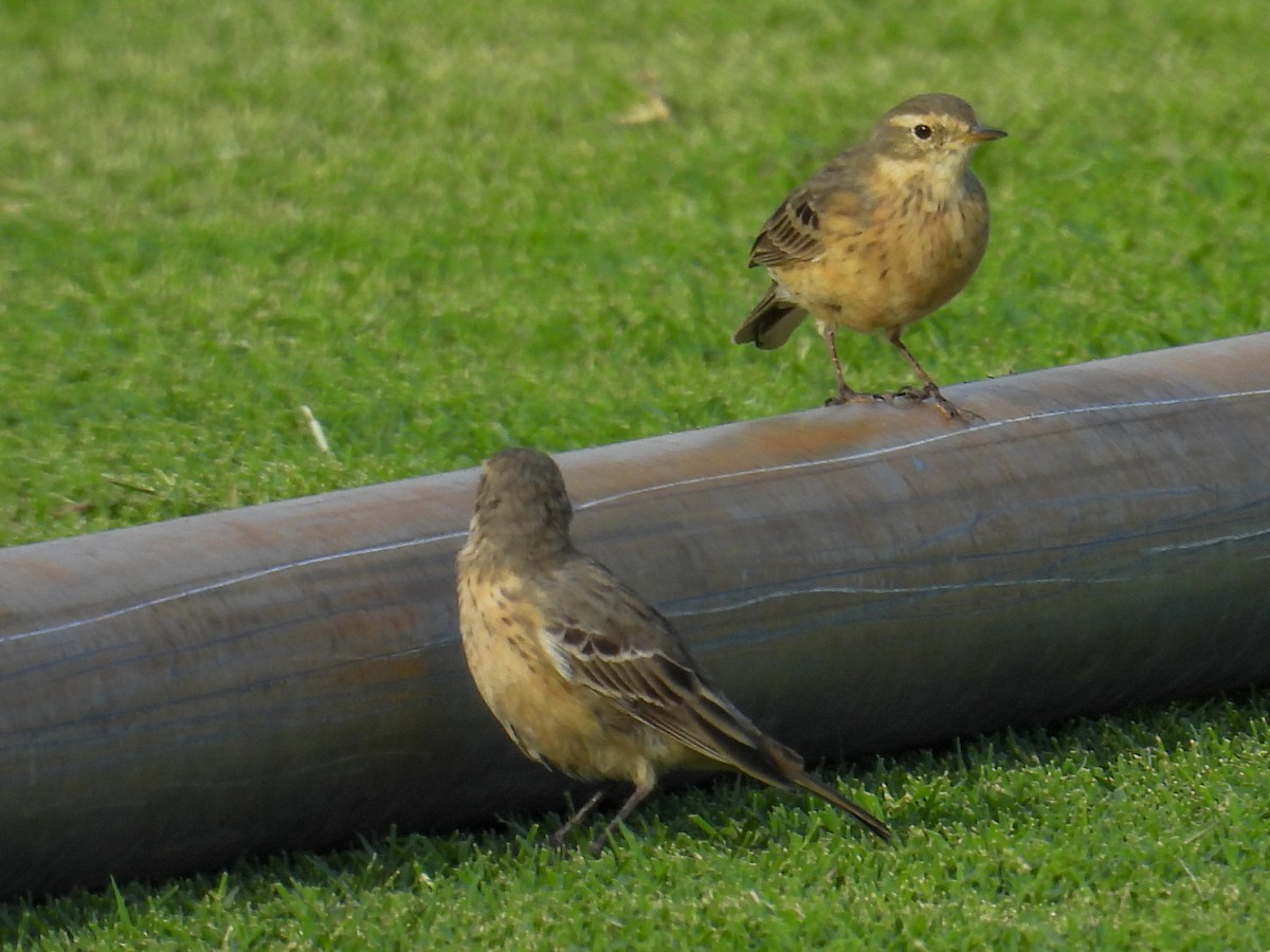 Txirta amerikarra - ML653774967