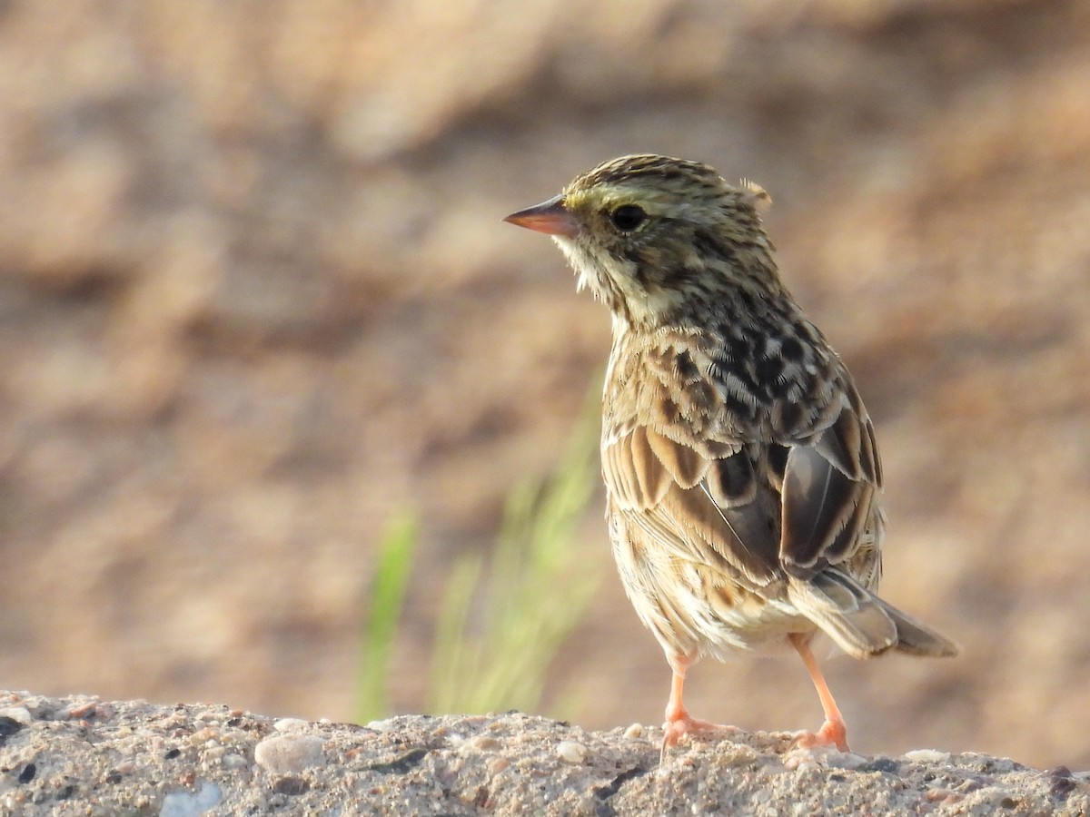 Savannah Sparrow - ML653774994