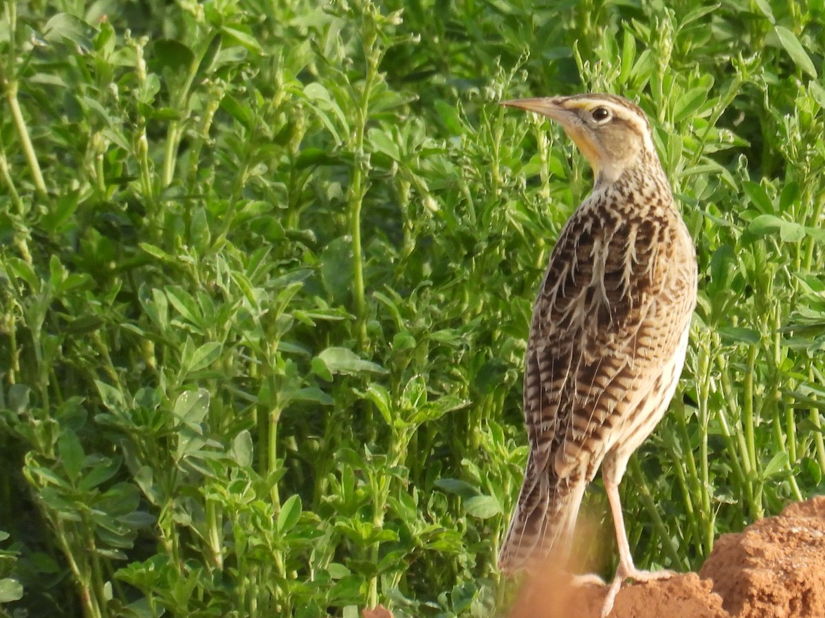 Western Meadowlark - ML653775013