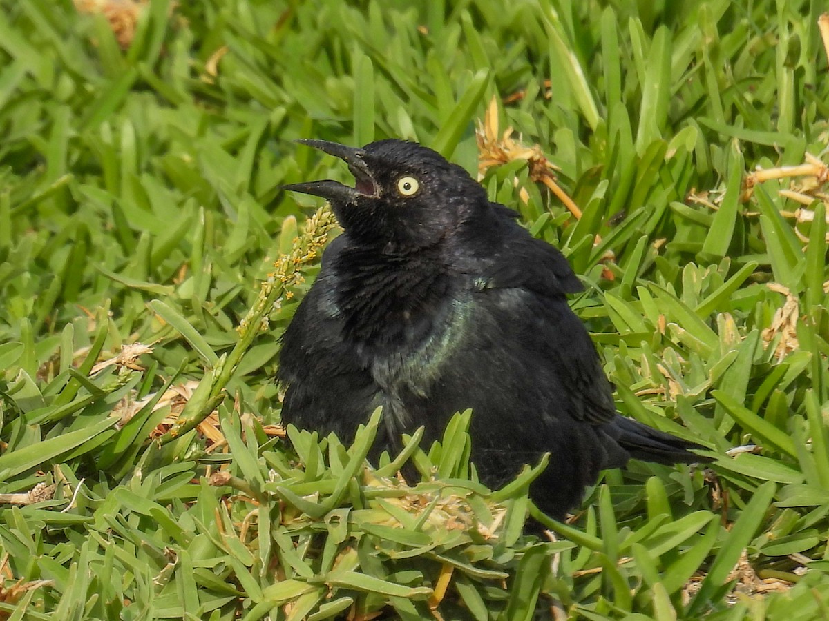 Brewer's Blackbird - ML653775025