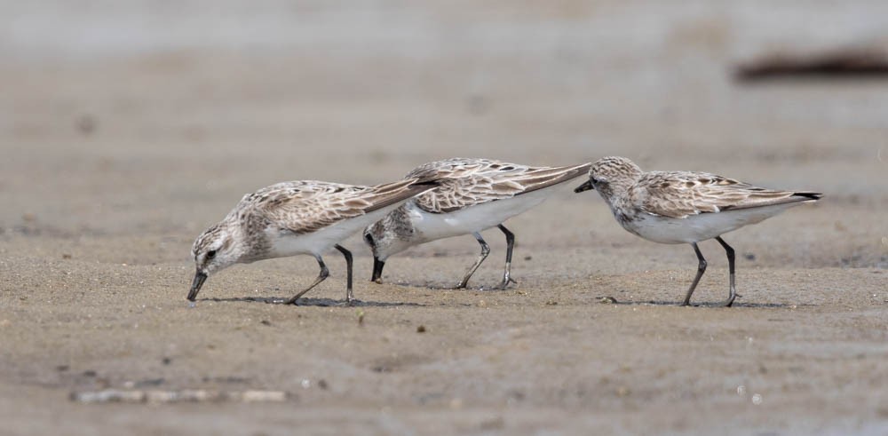 Semipalmated Sandpiper - ML65377681