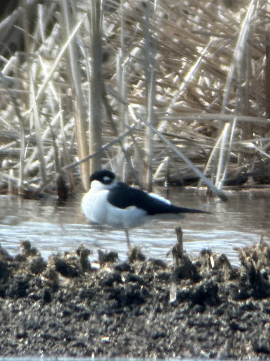Schwarznacken-Stelzenläufer - ML653777237