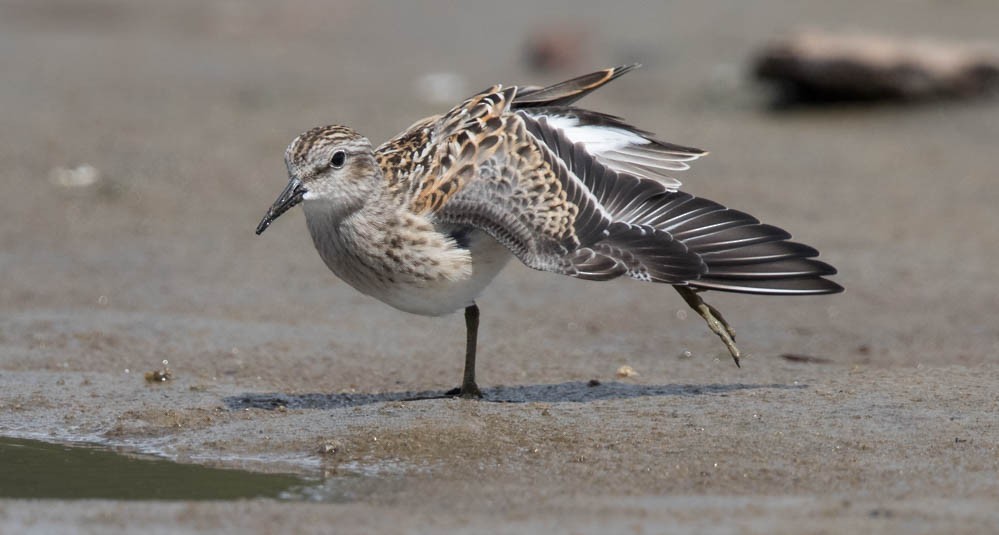 Least Sandpiper - ML65377781