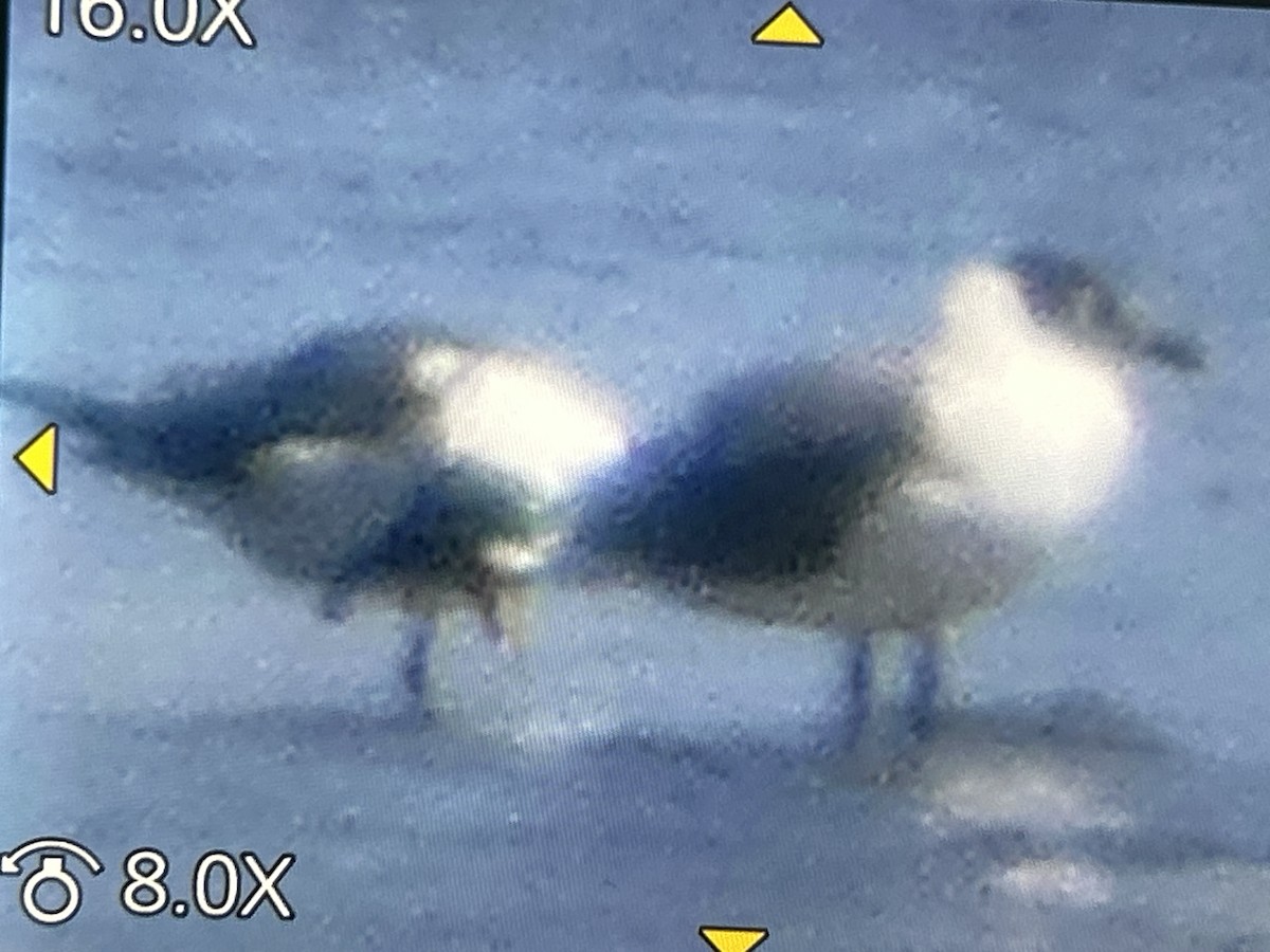 Bonaparte's Gull - ML653779594