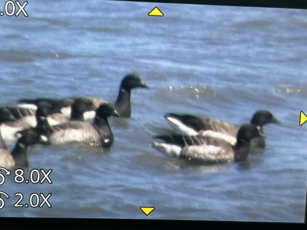 Brant - ML653779719