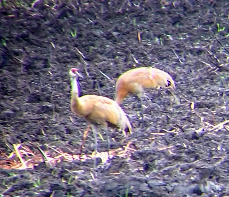 Sandhill Crane - Tom Nagel