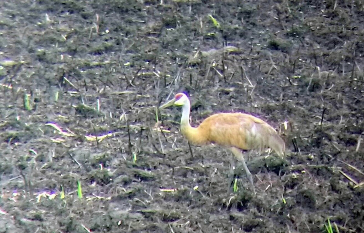 Sandhill Crane - ML65378071