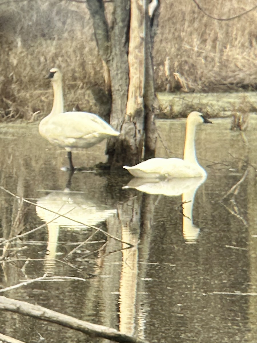 Trumpeter Swan - ML653781170